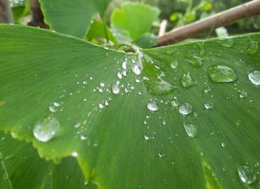 植物大战僵尸2010年度版辅助